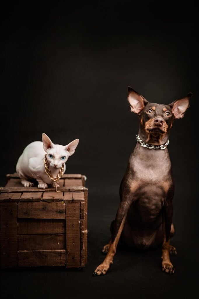 dog, cat, pet, sphinx cat, pinscher, mammal, animal, rich, necklace, luxury, nature, portrait